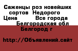 Саженцы роз новейших сортов. Недорого. › Цена ­ 350 - Все города  »    . Белгородская обл.,Белгород г.